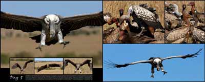 Birds in flight