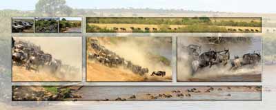 The wildebeest migration