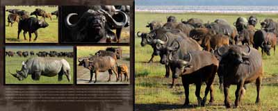 Nakuru buffalo