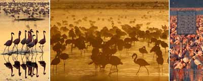 Nakuru Flamingos early Morning